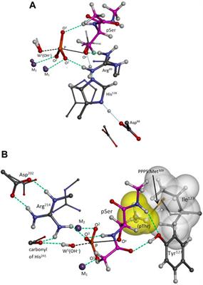 Quantum-based modeling implies that bidentate Arg89-substrate binding enhances serine/threonine protein phosphatase-2A(PPP2R5D/PPP2R1A/PPP2CA)-mediated dephosphorylation